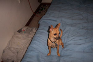 peanut