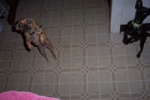 peanut and jack
