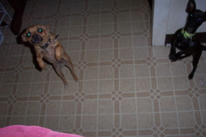 peanut and jack