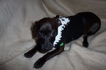 jack tux