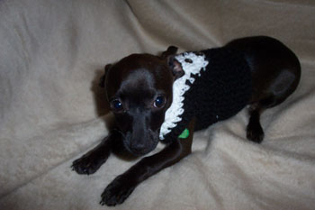 jack tux
