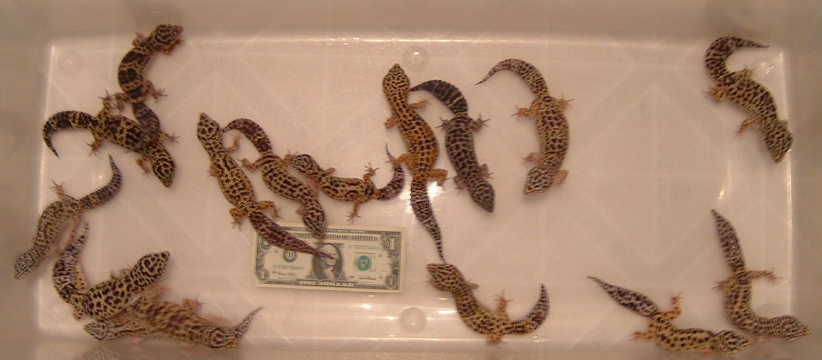 adults