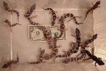 16 baby leopard geckos