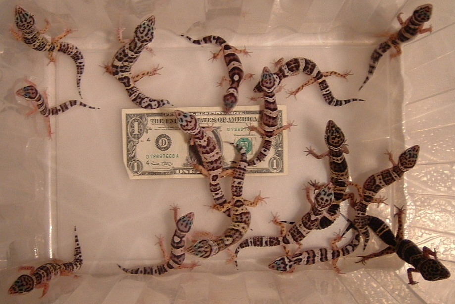 16 baby leopard geckos
