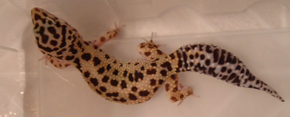 adult striped
