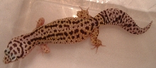 another adult striped