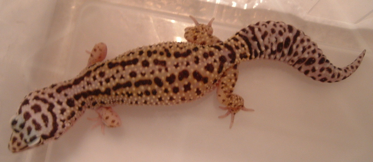 another adult striped