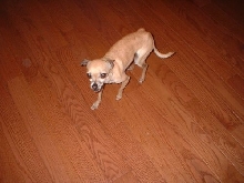 Cheech