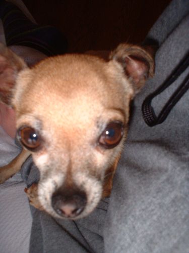 Cheech