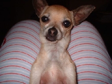 Cheech