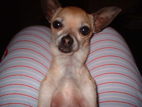 Cheech