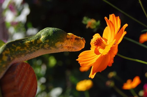 Flowers