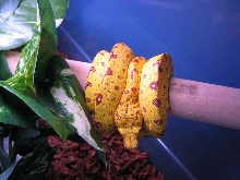New Biak