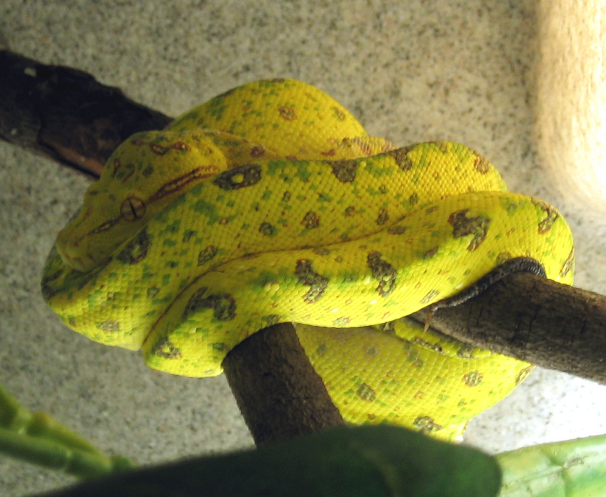 Male Biak
