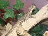 Brizie