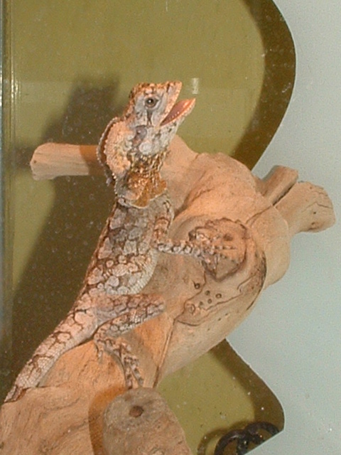 Partial frill