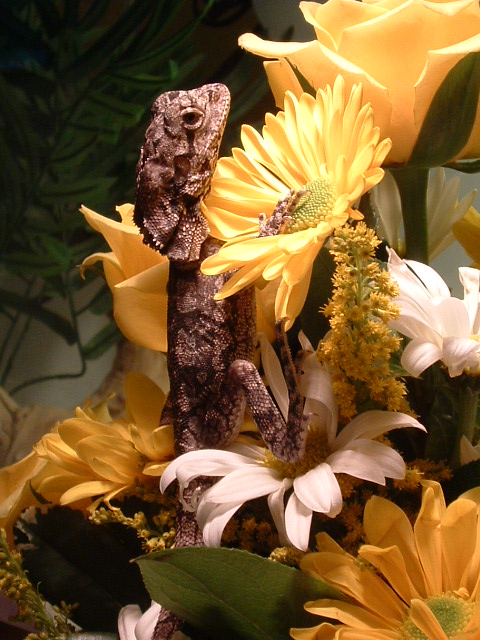 Into the bouquet