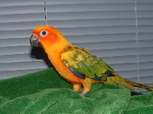 Hami 2