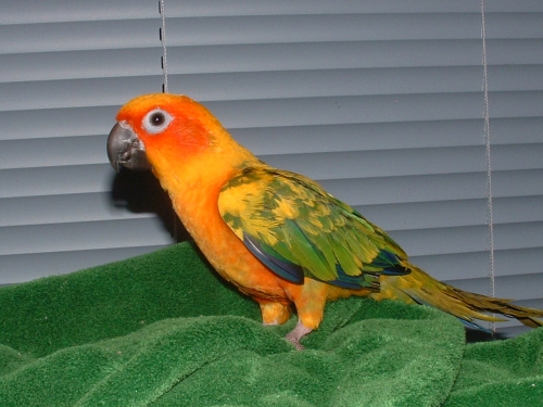 Hami 2