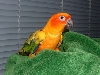Hami