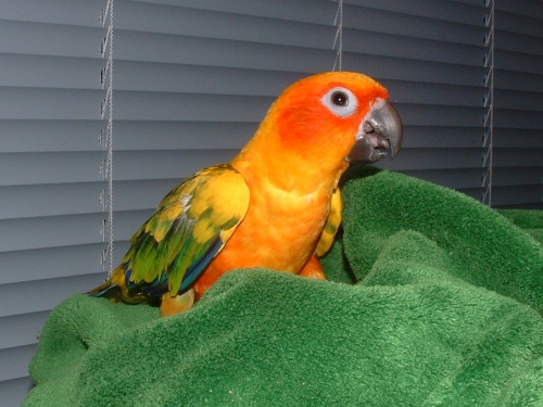 Hami