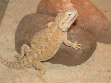 Male Rankin dragon