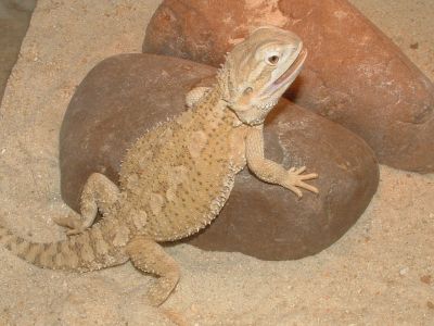 Male Rankin dragon