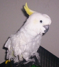Sulfur
