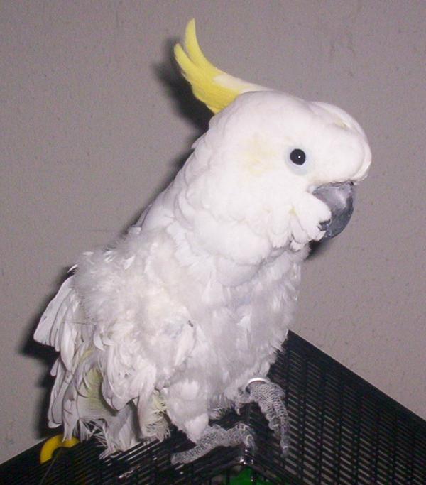 Sulfur