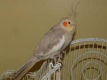 Cinn hen