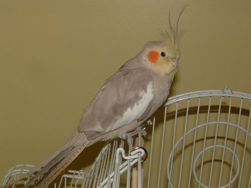 Cinn hen