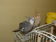 Pair of cuties..