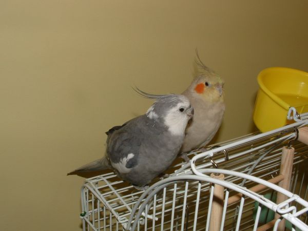 Pair of cuties..