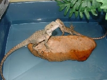 aussie water dragons