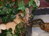 Out on a limb