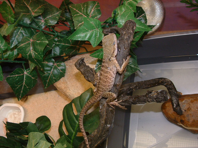 Out on a limb