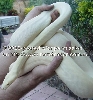 albino olive