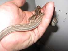 .1 weird bredli