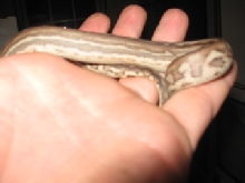 .1 weird bredli