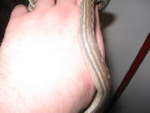 .1 weird bredli