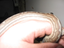 .1 weird bredli
