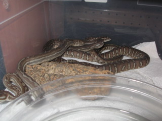 .1 weird bredli