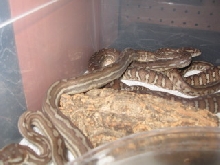 .1 weird bredli