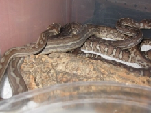 .1 weird bredli