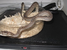 .1 weird bredli