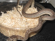 .1 weird bredli
