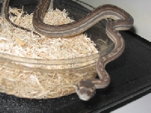 .1 weird bredli