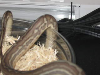 .1 weird bredli