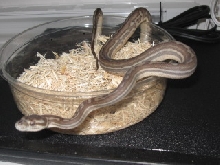 .1 weird bredli