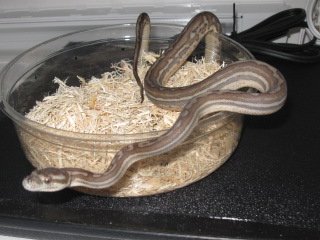 .1 weird bredli